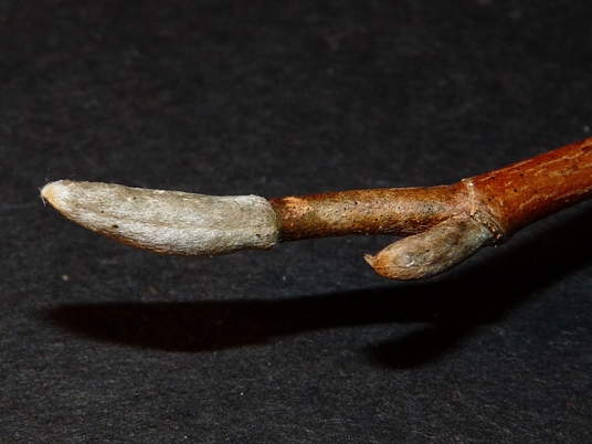 {Magnolia acuminata}